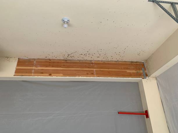 Professional Mold Inspection, Removal & Remediation in Hoback, WY